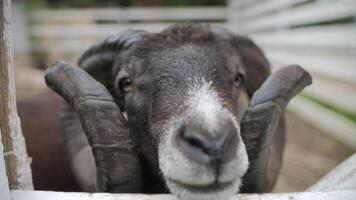 brown sheep with curled horns looking through fence at camera, close up video