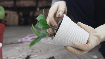 Gardener in white gloves removing plant from small pot at yard video