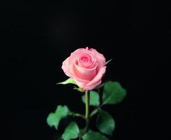 Rose flower close macro view background, roses in detail photo