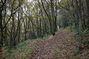 Autumn forest background, trees in fall, seasonal woods and walking in the park photo