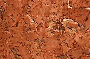 Amber-Tinted Clay Patterns. A Unique Landscape of Brown Brick and Plant Life photo