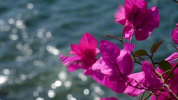 Bougainvillea A lively cluster of purple bougainvillea. The petals are papery and delicate, overlapping each other to create a full, rounded form. video