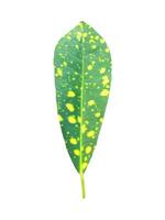 Codiaeum variegatum leaf isolated on white background with clipping paths. photo