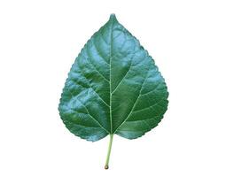 Isolated mulberry leaf with clipping paths. photo