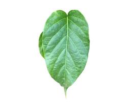 Gymnema inodorum leaf isolated on white background with clipping paths, medicinal plants and alternative medicine herb concept. photo
