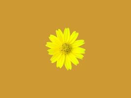 Creeping daisy or Singapore daisy flower head isolated on orange background with clipping paths. photo