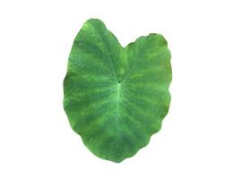 Isolated tropical elephant ear leaf or taro leaf with clipping paths. photo