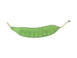 Isolated young pod of Bauhinia acuminata tree on white background with clipping paths. photo