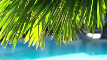 A pool set against palm trees and a tropical landscape offers a sense of seclusion. The vibrant colors of the water and greenery highlight the tranquility and beauty of the natural surroundings. video