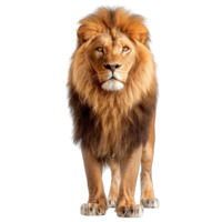 Lion isolated on transparent background png