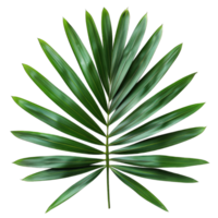 Large green palm leaf isolated on transparent background cutout png