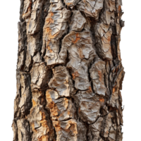 Detailed close-up of rough tree bark texture isolated on transparent background cutout png