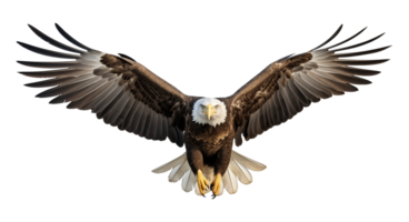 American Bald Eagle Flying Front View Isolated on Transparent Background png