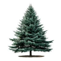 A tall evergreen tree with a dark green color, isolated against a black background png