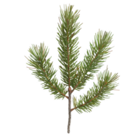 A Single Branch of a Pine Tree with Green Needles and a Bud png
