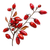 Branch of Red Berries with Leaves Isolated on Black Background png