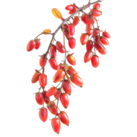 Red Berries on a Branch with Black Background png