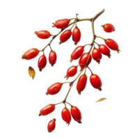 A Branch of Red Rose Hips with Green Stems and Fallen Leaves on a Black Background png
