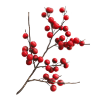 Red Berries on a Branch Against a Black Background png