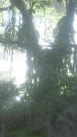 Foggy jungle in the Chiang dao mounts video