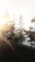 A dense forest with towering trees and rugged rocks video