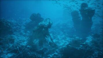 Exploring the vibrant underwater world filled with colorful fish and coral video