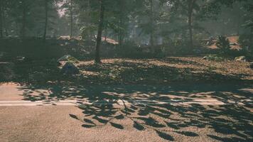 Sunlight filters through trees, casting shadows on a forest road video