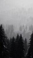Carpatian mountains fog and mist at the pine forest video