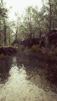 deciduous forest is reflected in the small lake video
