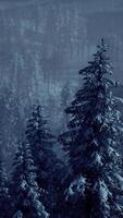 montagnes des carpates brouillard et brume à la forêt de pins video