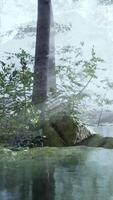 Panoramic of the forest with river reflecting the trees in the water video