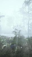 Sunrays in a forest on a hazy morning video