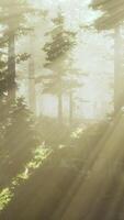 Panoramic view of the majestic evergreen forest in a morning fog video