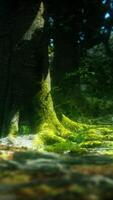 foresta oscura con muschio e raggi solari che brillano attraverso video