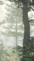 panoramic view of the majestic forest in a morning fog video