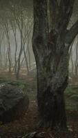 Sunrays in a forest on a hazy morning video