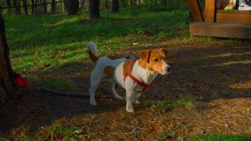 Close-up of dog on leash by tree. Stock footage. Jack Russell Terrier stands by tree in park in summer. Dog on leash is standing by tree and waiting for owner in park video