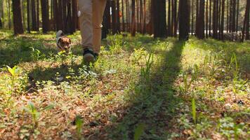 Man walks with dog on leash in woods. Stock footage. Man walks dog that eats grass in forest. Dog eats grass while walking in woods on sunny summer day video