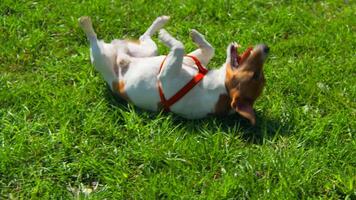 Dog is tumbling on grass. Stock footage. Dog is happily lying on grass on sunny summer day. Dog is having fun tumbling on green grass in summer video
