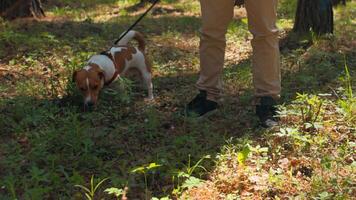 Man walks with dog on leash in woods. Stock footage. Man walks dog that eats grass in forest. Dog eats grass while walking in woods on sunny summer day video