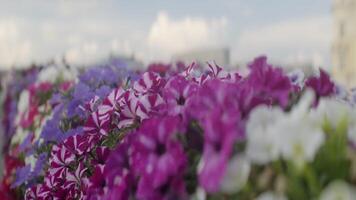 une vibrant et magnifique fleur jardin rempli avec coloré fleurit sous doux, duveteux des nuages. action video
