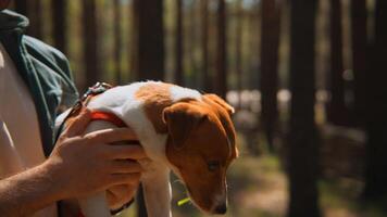 Man holds beautiful dog in arms. Stock footage. Beautiful Jack Russell terrier on hands in park. Man holds dog with grass in teeth on hands in park in summer video