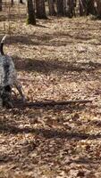 A man enjoys nature with his dalmatian, playing joyfully in the woods video