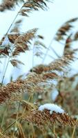 The graceful swaying of reeds in soft light creates a serene scene against a cloudy sky. Stock Clip video