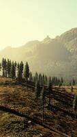 Lush Grassy Field With Trees and Mountains video
