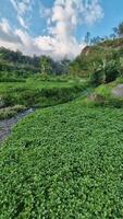 Panorama of the river upstream surrounded by green grass and cliffs behind it. Portrait footage of the beauty of the river upstream with clear water and beautiful views video