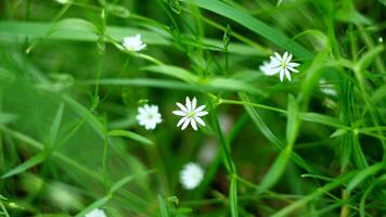 Close up of green juicy grass and small white flowers. Concept. Beautiful summer meadow on a summer day. video