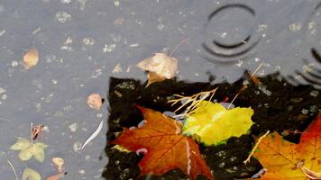 a leaf floating in rain water with a reflection of the building video