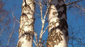 Low angle view of old birch trunks in autumn city park. Media. Natural background with rough texture of beautiful trees. video