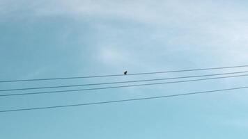 Bird sitting on a power line. Media. Lonely bird on a wire against blue cloudy sky. video